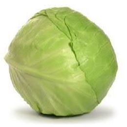CABBAGE GREEN EACH (Kapeti)