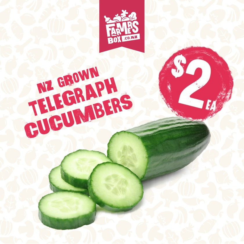 NZ GROWN TELEGRAPH CUCUMBER SMALL TO MEDIUM SIZE