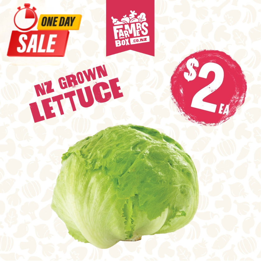 LETTUCE ICEBERG FRESH CUT EACH( Rētihi)