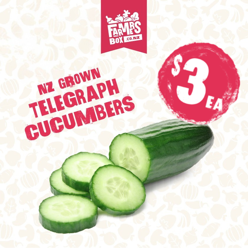 CUCUMBER TELEGRAPH EACH (Kukama Waea) - Large Size