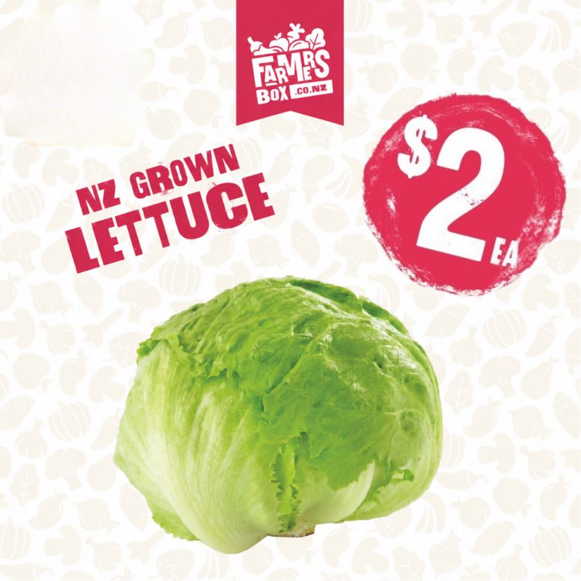 LETTUCE ICEBERG FRESH CUT EACH( Rētihi)