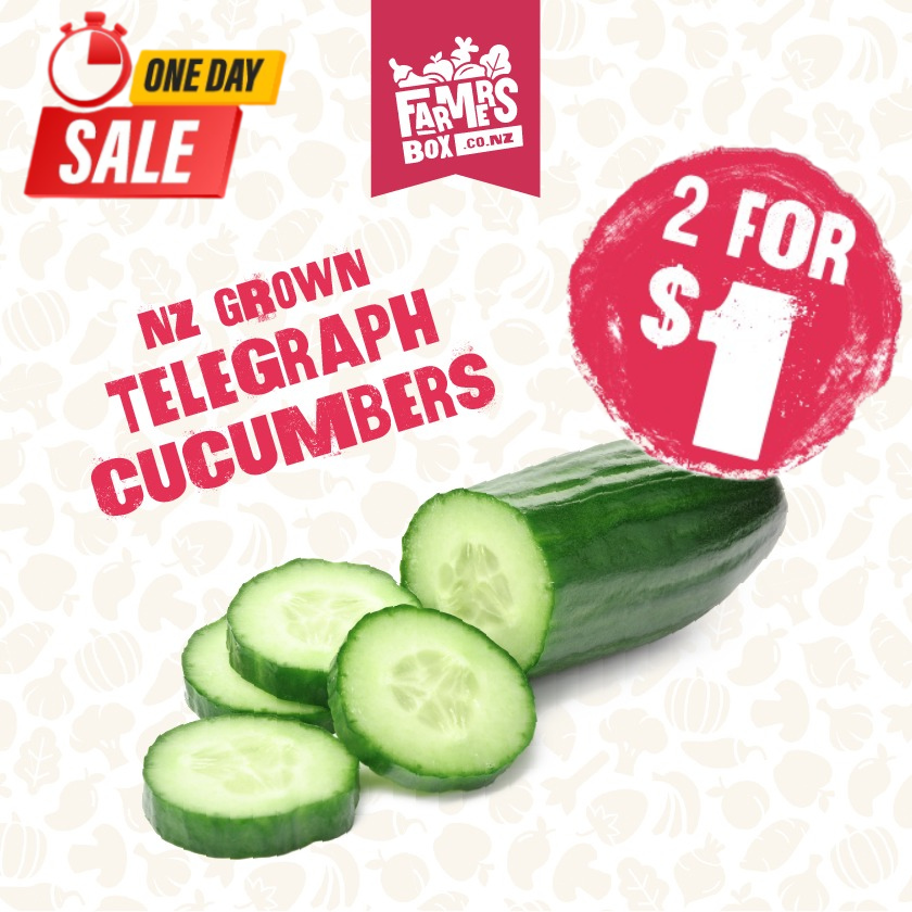 CUCUMBER TELEGRAPH EACH (Kukama Waea) -Large Size