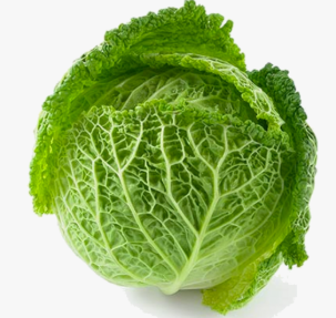 ORGANIC CABBAGE SAVOY
