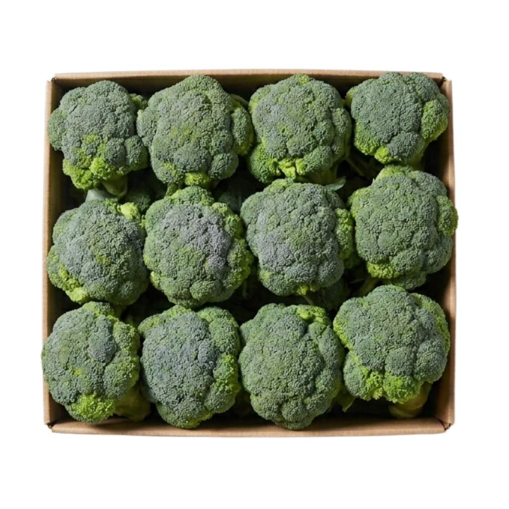 BROCCOLI FRESH BOX 12PC (KIRIREHI)