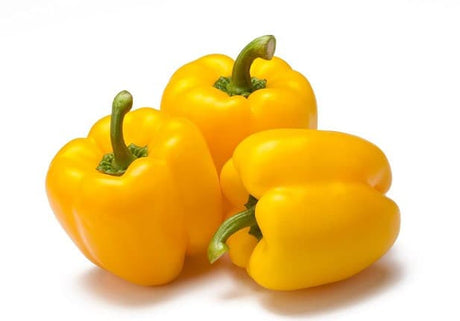 CAPSICUM YELLOW (Kowhai Kaupapa) (Medium Size)