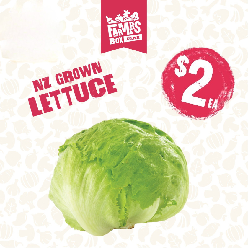 LETTUCE ICEBERG FRESH CUT EACH( Rētihi)