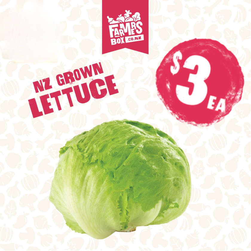 LETTUCE ICEBERG FRESH CUT EACH( Rētihi)