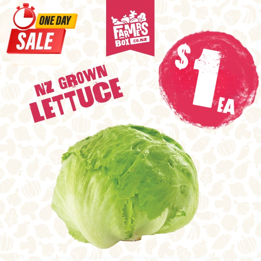 LETTUCE ICEBERG FRESH CUT EACH( Rētihi)