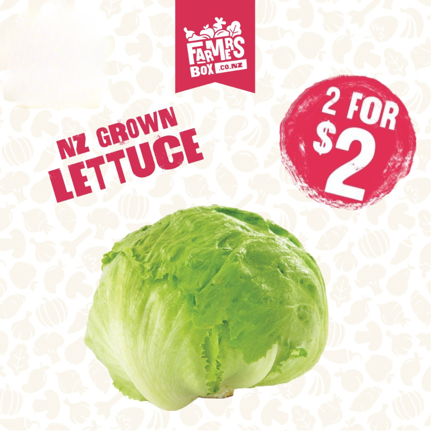 LETTUCE ICEBERG FRESH CUT EACH( Rētihi)