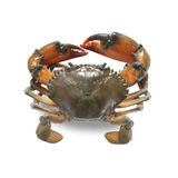Frozen Mud Crab Whole Madagascar 200-300g.