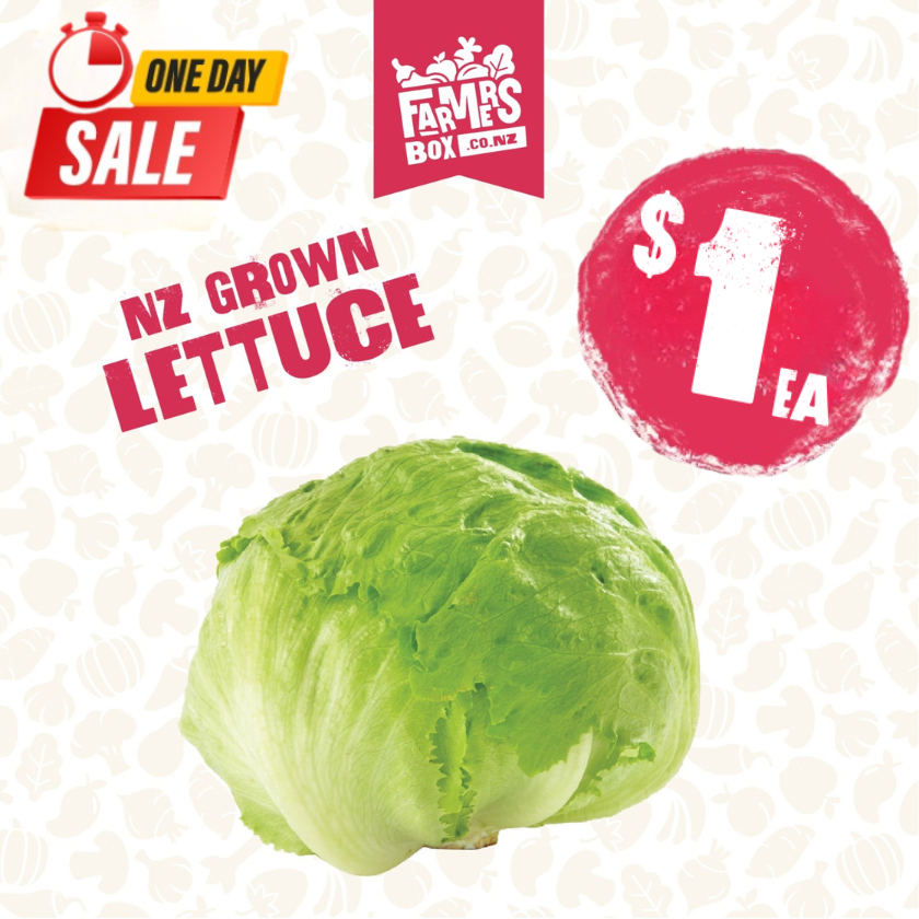 LETTUCE ICEBERG FRESH CUT EACH( Rētihi)