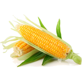 SWEET CORN FRESH EACH (KĀNGA)