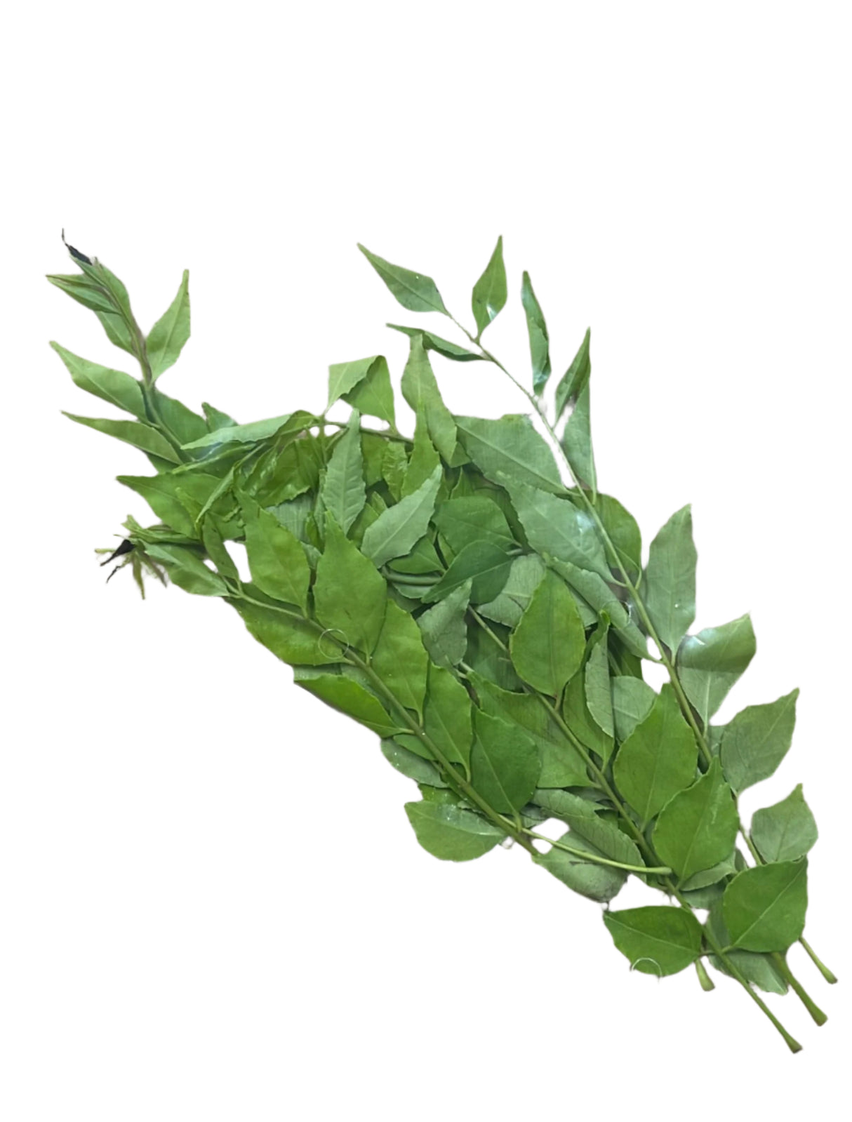 HERBS CURRY LEAVES (SMALL) P/P (Rau Kari)