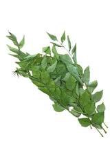 HERBS CURRY LEAVES (SMALL) P/P (Rau Kari)