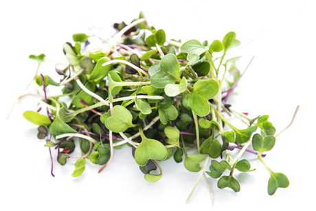 MICROGREENS MULTI-MIX 70GM