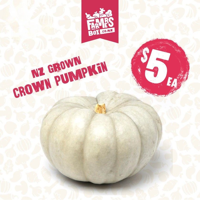 PUMPKIN CROWN MEDIUM ( papuka karauna)