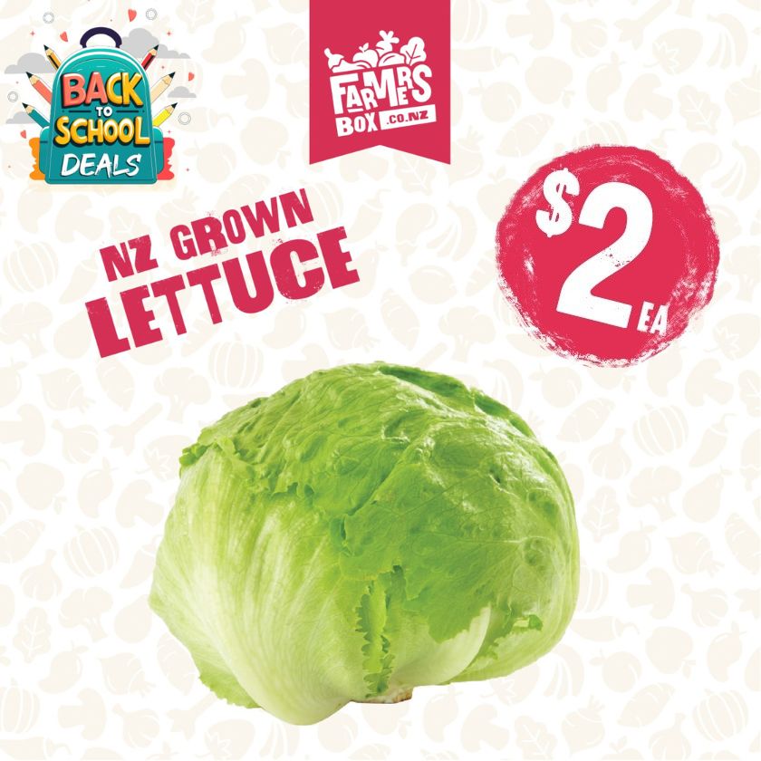 LETTUCE ICEBERG FRESH CUT EACH( Rētihi)