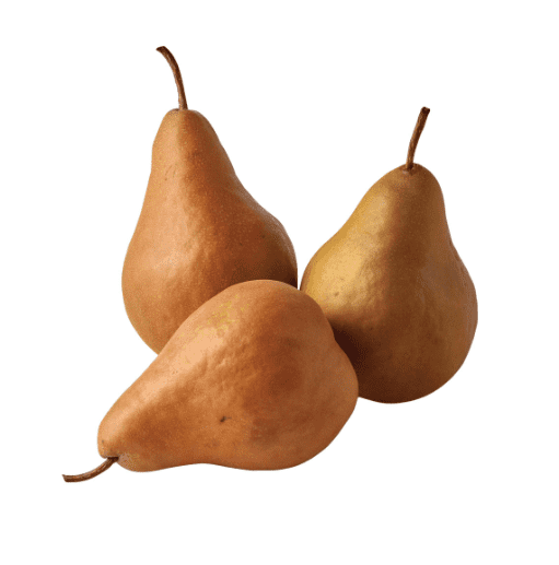 Buerre Bosc Euro Pear  Cloud Mountain Farm Center & Nursery