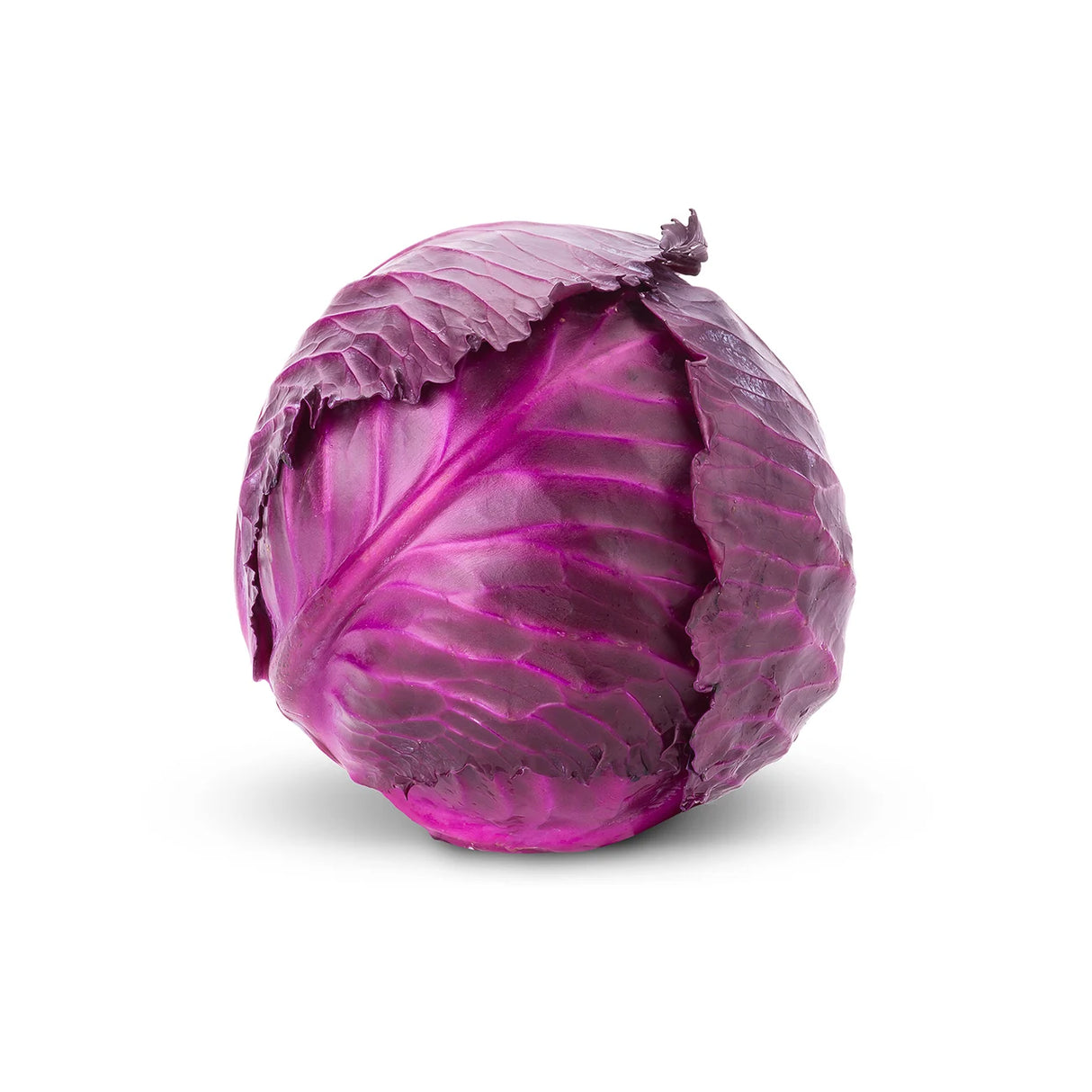 CABBAGE RED EACH (Kāpeti Whero)