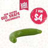 NZ GROWN TELEGRAPH CUCUMBER ODD SHAPE